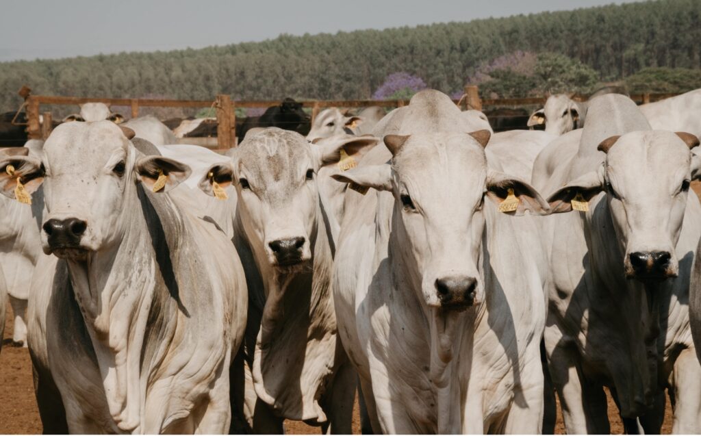 Brasil Exporta Mil Toneladas De Carne Bovina Em Outubro Agrorevenda