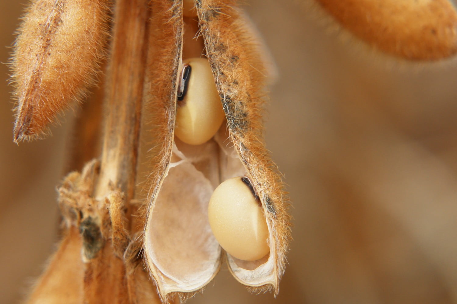 Pioneer Apresenta Tratamento Pioneiro De Sementes De Soja Agrorevenda