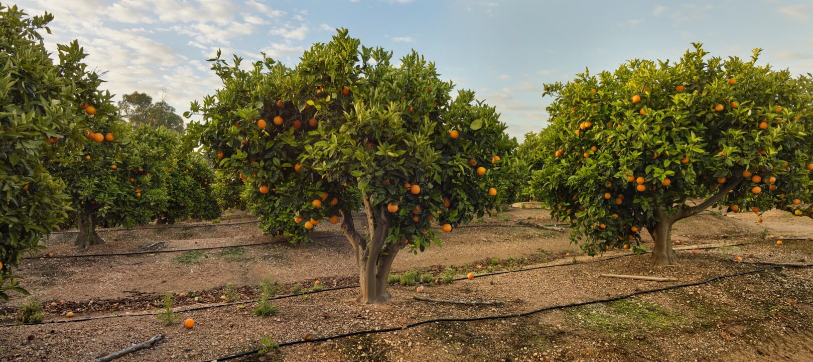 Defensivos biológicos garantem manejo autorizado pela lista ProteCitrus