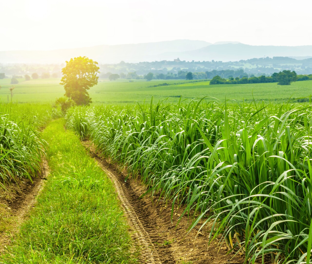 IHARA manejo pré emergente garante produtividade da cana AgroRevenda