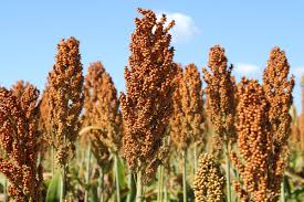 Brevant Sementes L Der Em Sorgo Pelo Ano Consecutivo Agrorevenda