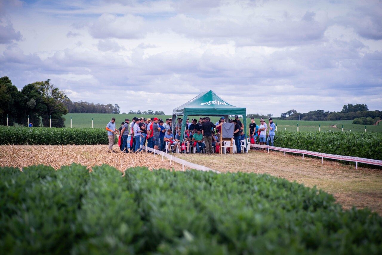 Dia de Campo da Cotrijal reúne mais de 700 produtores associados