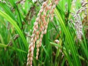 arroz1