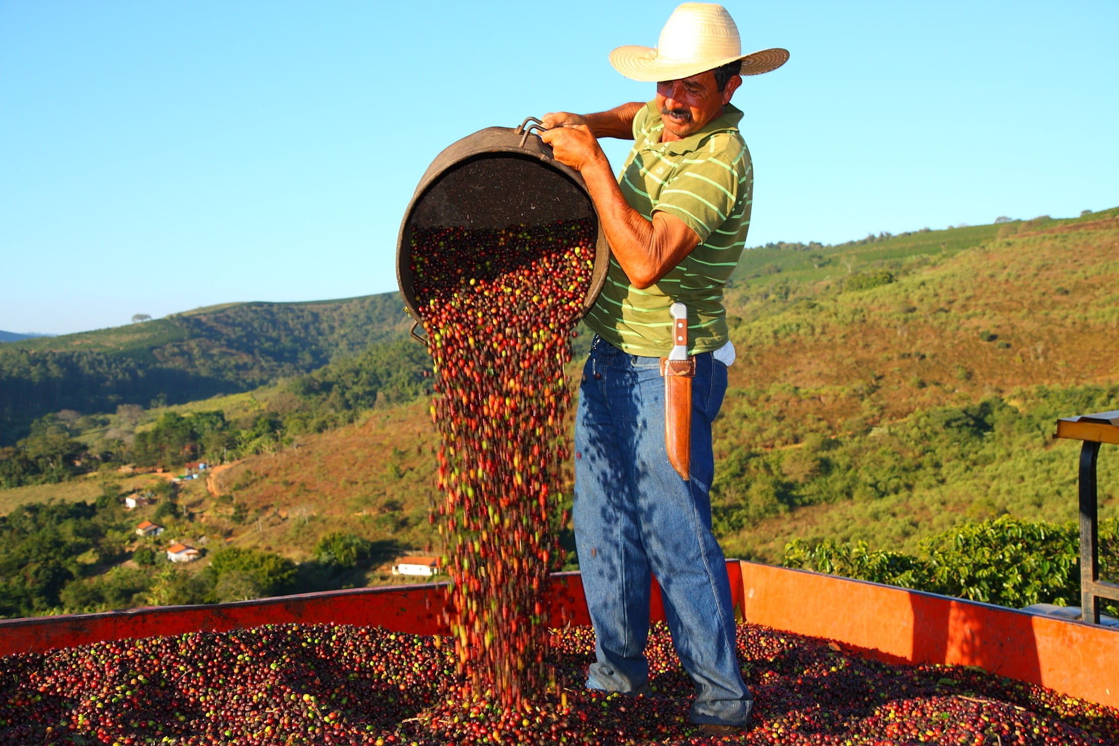 Racionalizar mão de obra para colheita do café - AgroRevenda