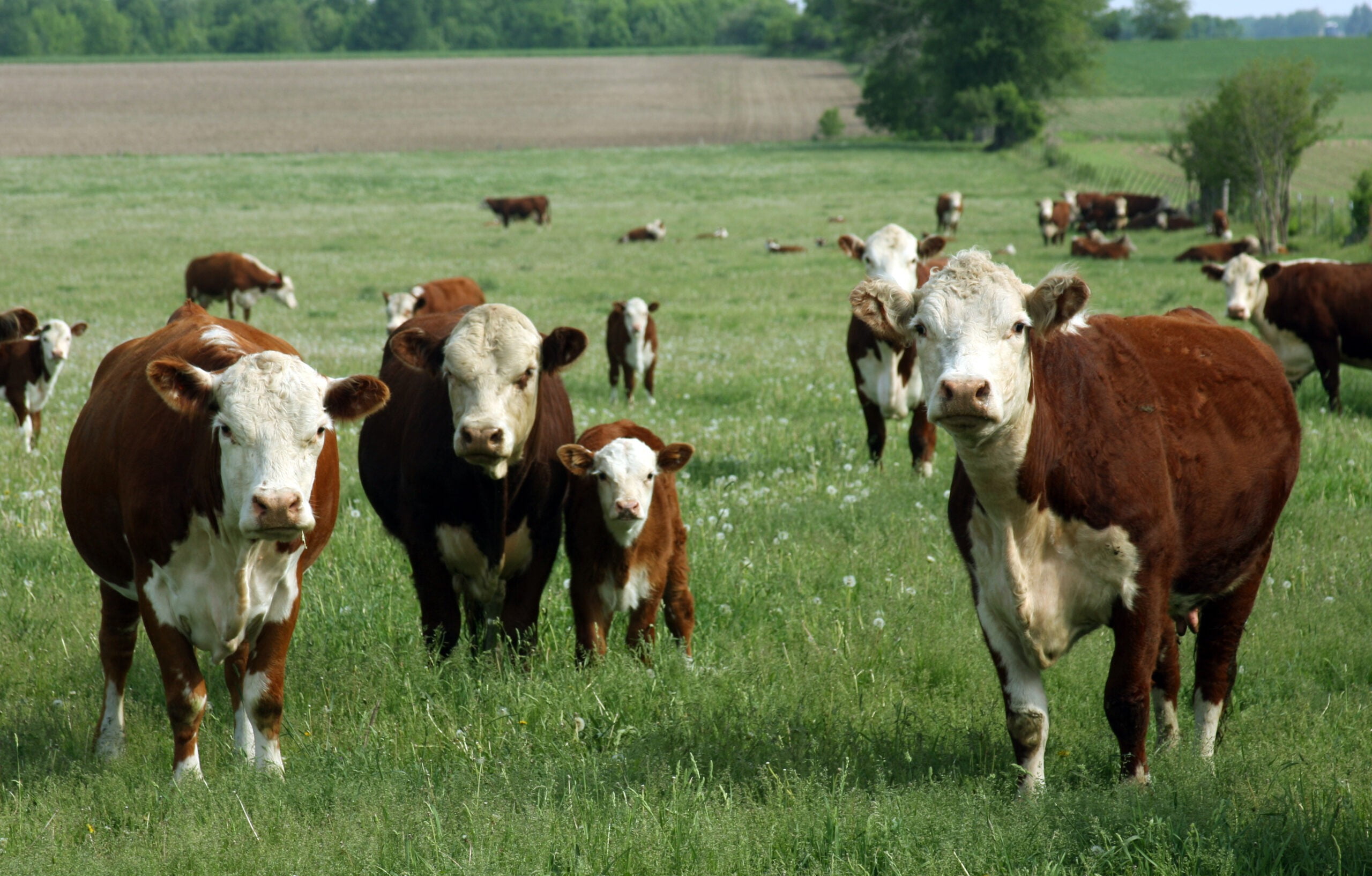 Fiprotack da Vetoquinol para carrapatos no rebanho bovino - AgroRevenda