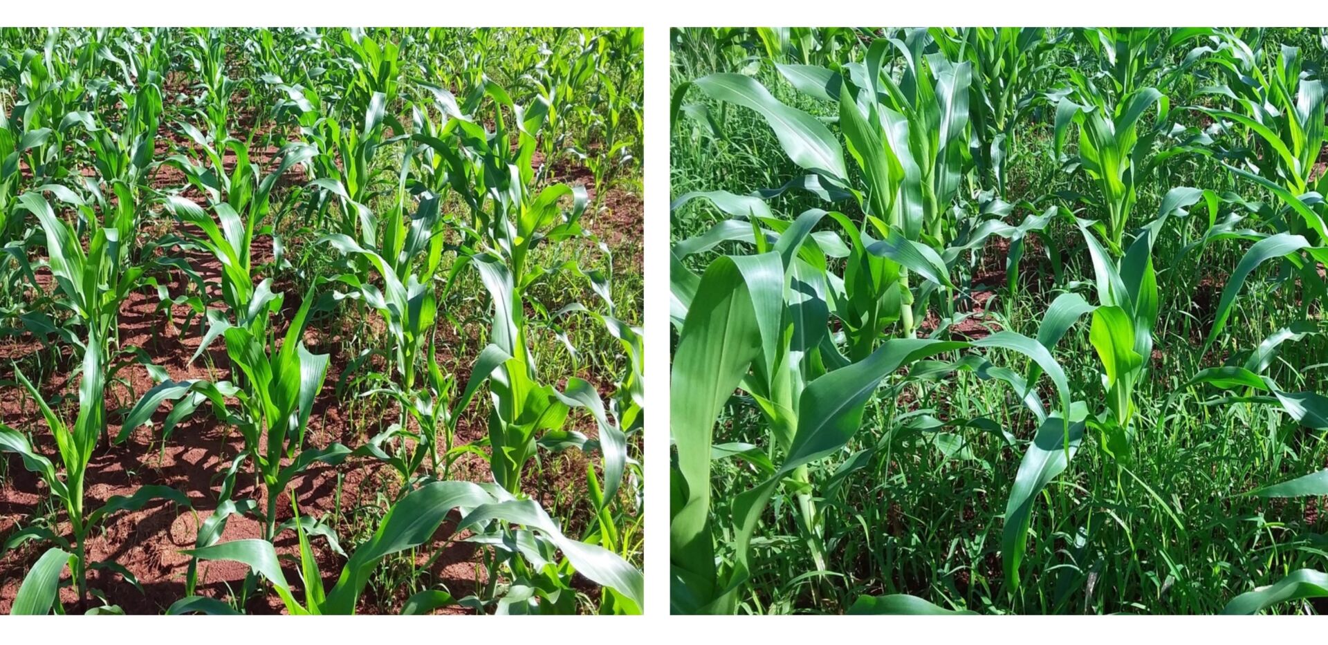 IHARA Defensivos Agrícolas no LinkedIn: #ihara #kyojin #soja #milho # herbicida #agronegócio #agricultura #campo
