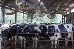 vacas holandesas galpao com ventiladores No verao aumentam os casos de estresse termico que comprometem a producao de leite foto divulgacao