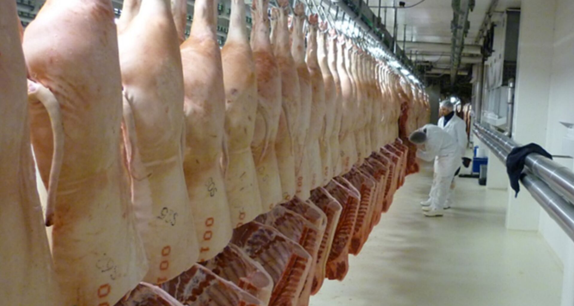 Qualidade da carne suína começa com genética das matrizes
