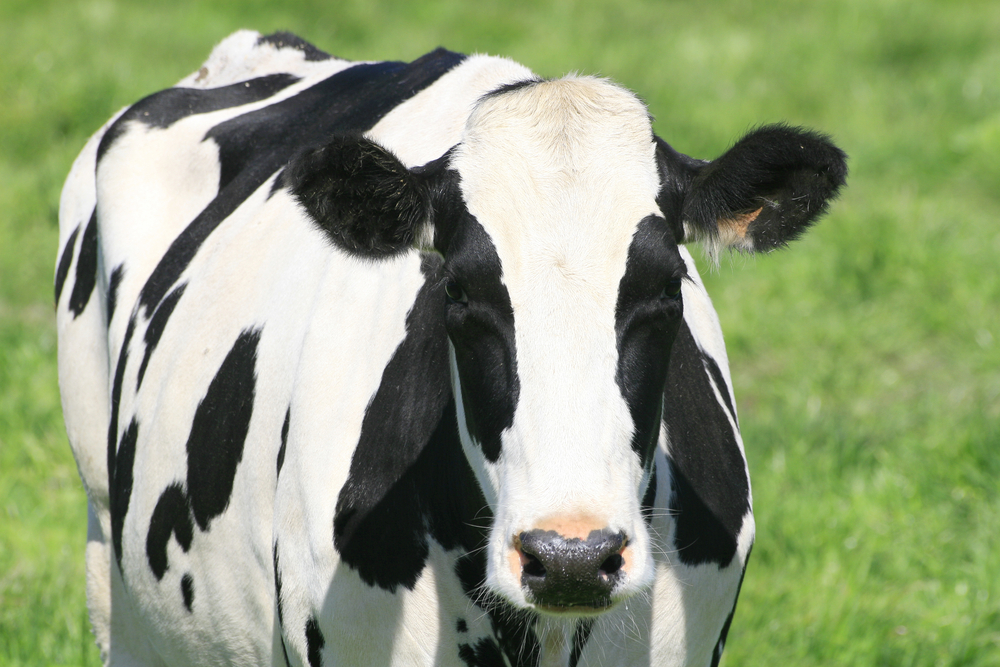 vetoquinol estresse termico em vacas leiteiras folltropin foto divulgacao