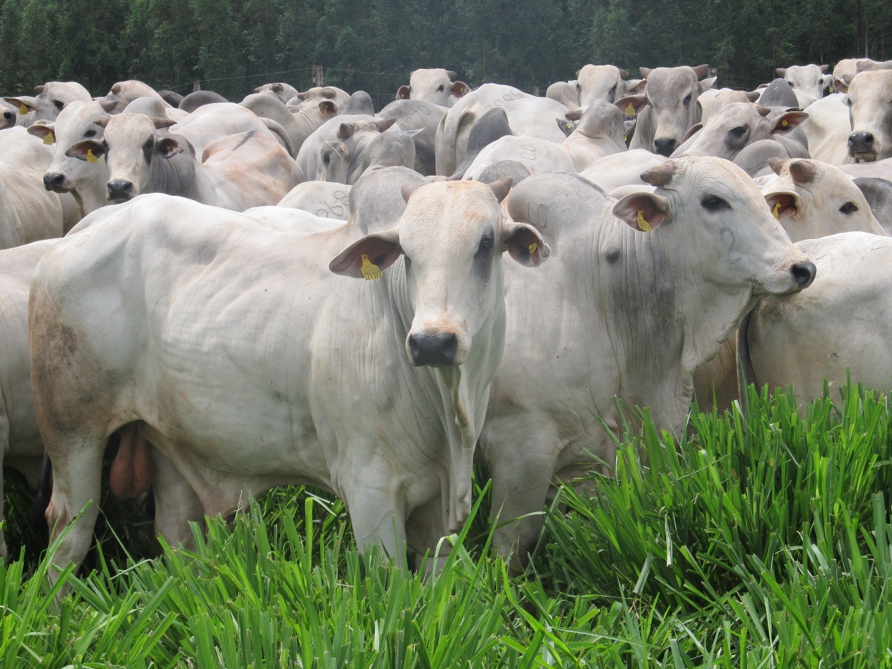Setembro é mês chave para prevenção a mosca-dos-chifres, alerta Vetoquinol