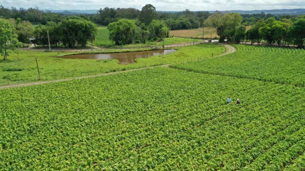 COP11 reacende debate entre saúde pública e economia do tabaco no país