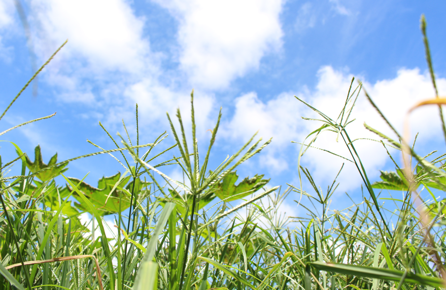 Produtor preparado planta melhor: planejamento é o primeiro insumo