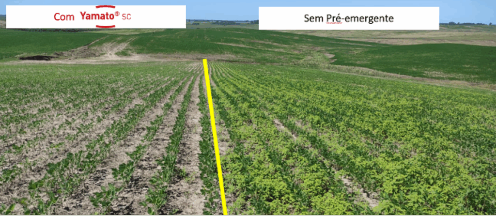 Caruru ameaça produtividade da soja e exige manejo integrado no campo