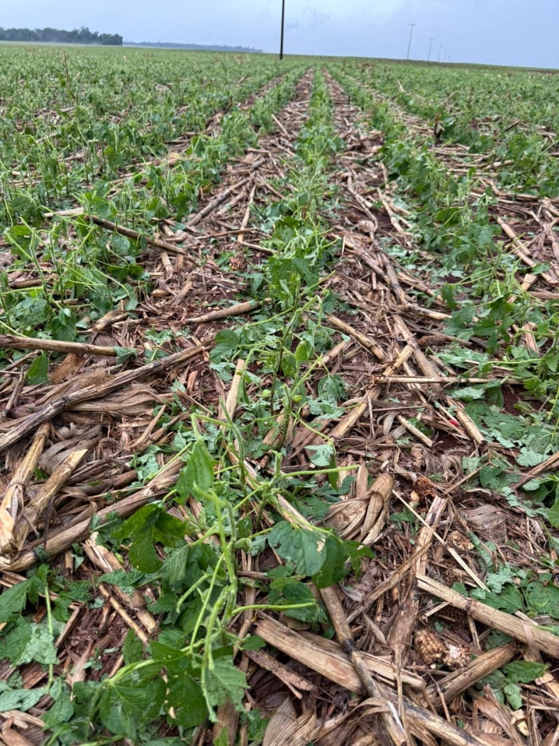 Temporal e granizo afetam metade do Paraná e alerta para safra de soja