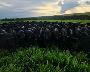 ‘A carne do futuro é animal’ reforça o papel essencial da carne na saúde humana