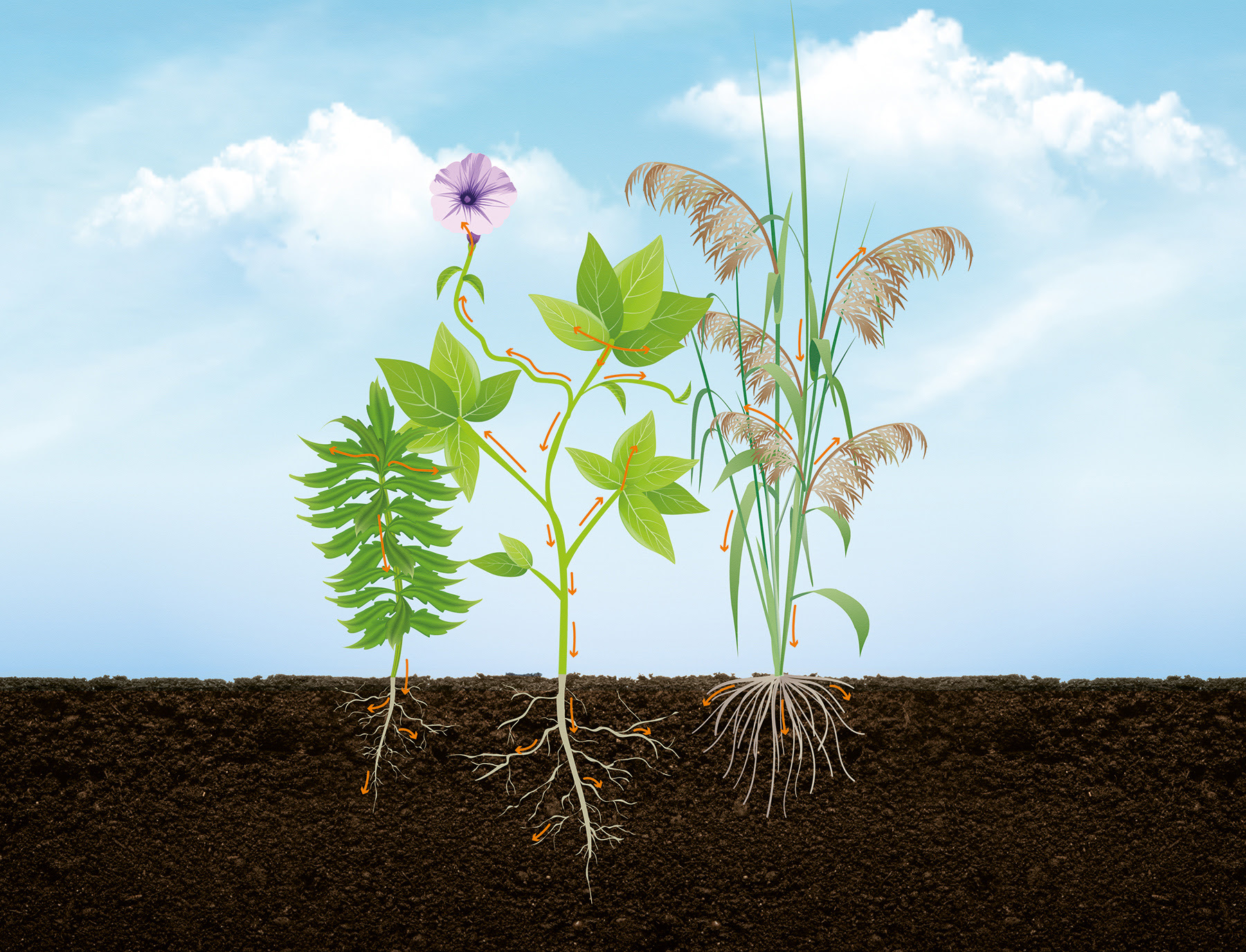 Resistência de plantas daninhas avança e  exige manejo mais estratégico na lavoura