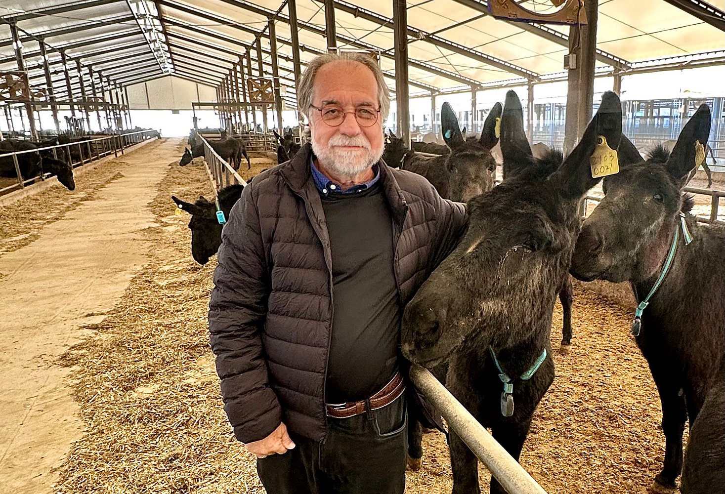 Brasil lidera rede global para salvar e valorizar jumentos