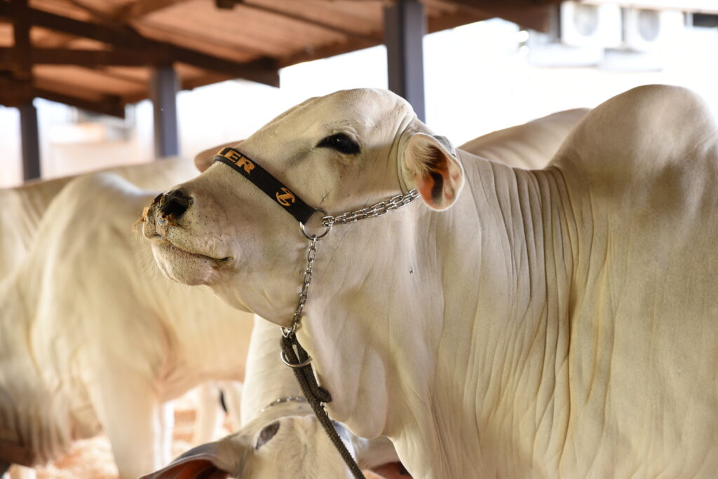 USP lança programa que pode redefinir genética bovina no país
