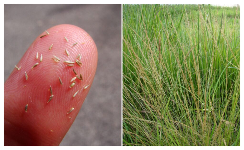 Capim invasor ameaça produtividade da pecuária no Brasil