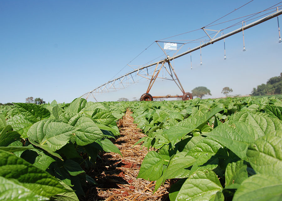 Biológico transforma manejo do fósforo no feijão no Cerrado