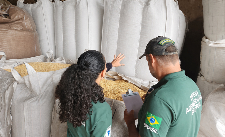 Mercado ilegal de sementes é ameaça silenciosa