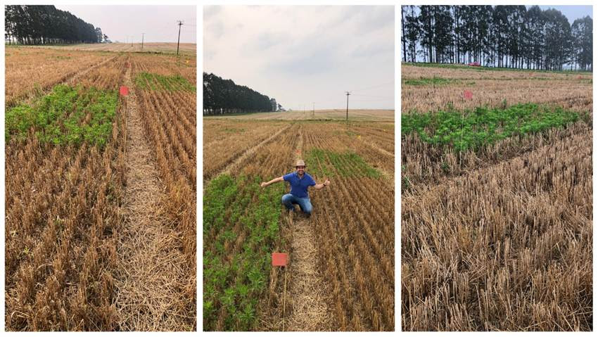 Curso reforça combate à resistência de ervas daninhas