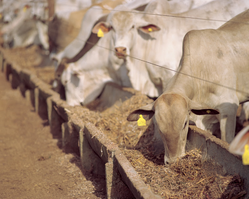 Evento da dsm-firmenich destaca pecuária eficiente