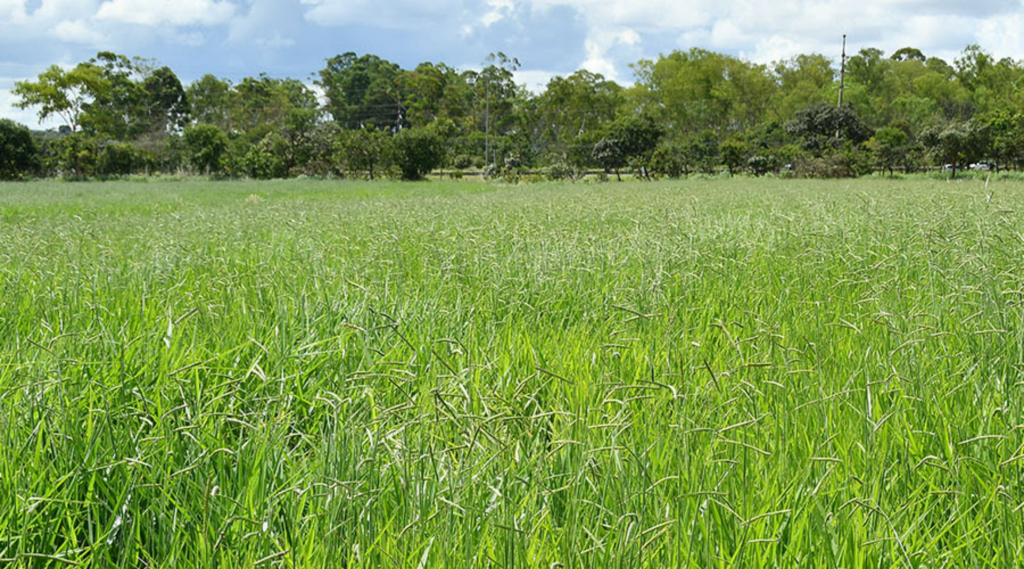Nova braquiária promete mais carne por hectare
