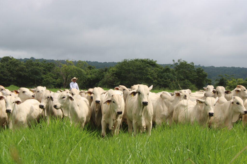 Programa de pastagens avança, mas tem entraves