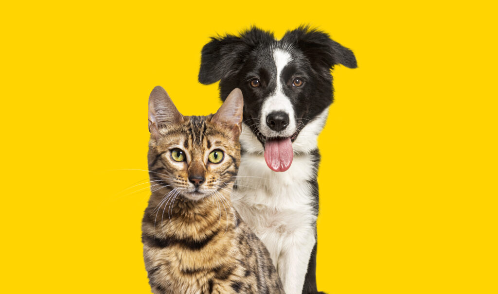 Rotinas inocentes escondem perigos para cães e gatos