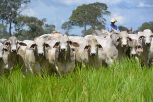 Feicorte reunirá 14 raças e cerca de 600 animais