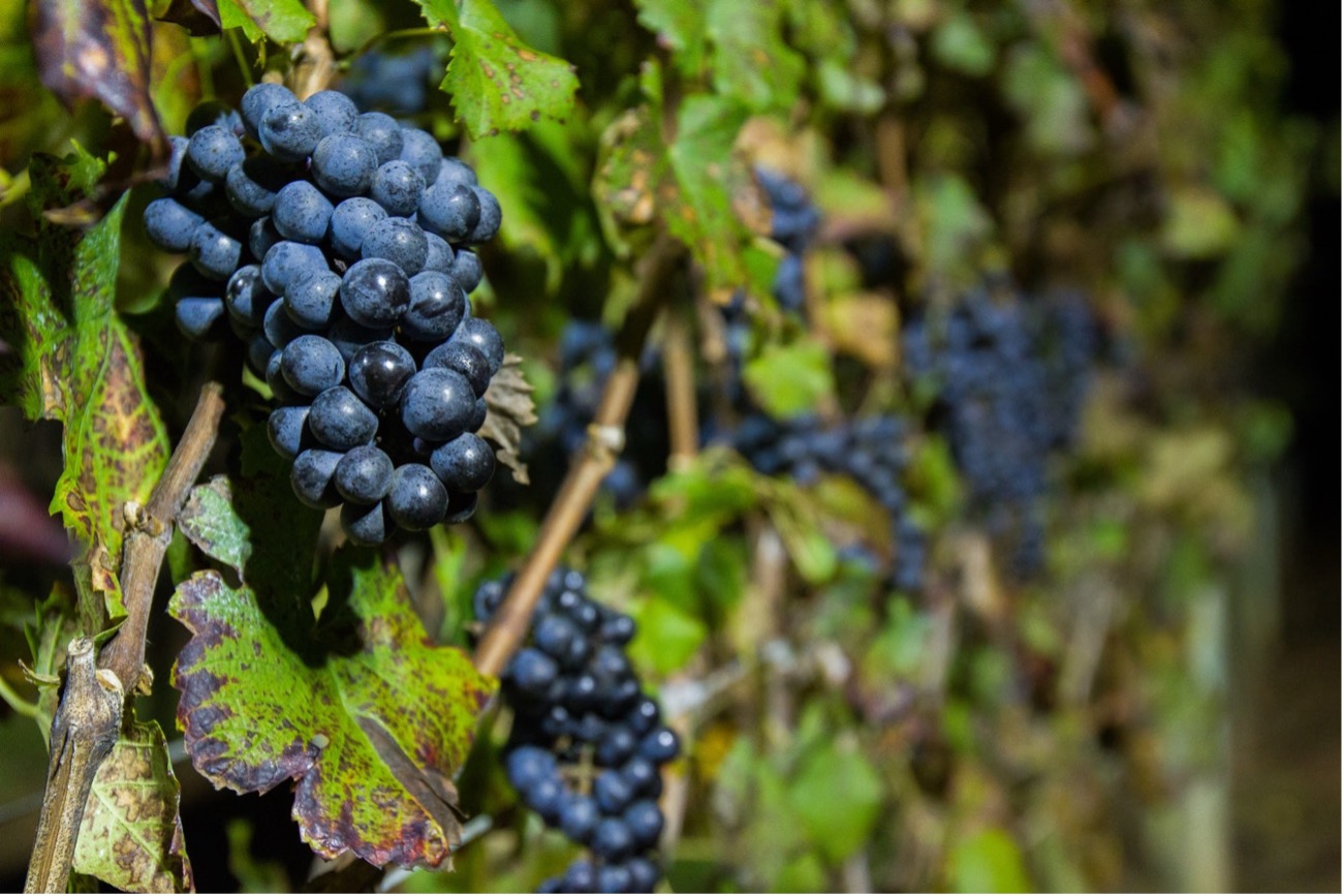 Safra 2026 reforça força do vinho de inverno