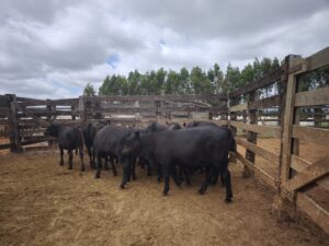 Senangus aposta em genética para carne premium