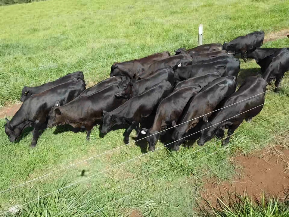 Senangus aposta em genética para carne premium