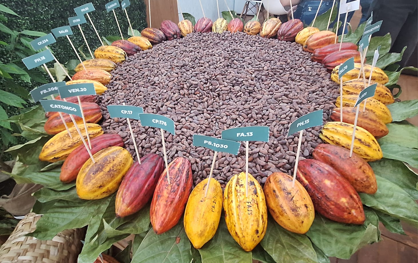 Coopercitrus avalia cacau e café canéfora para SP