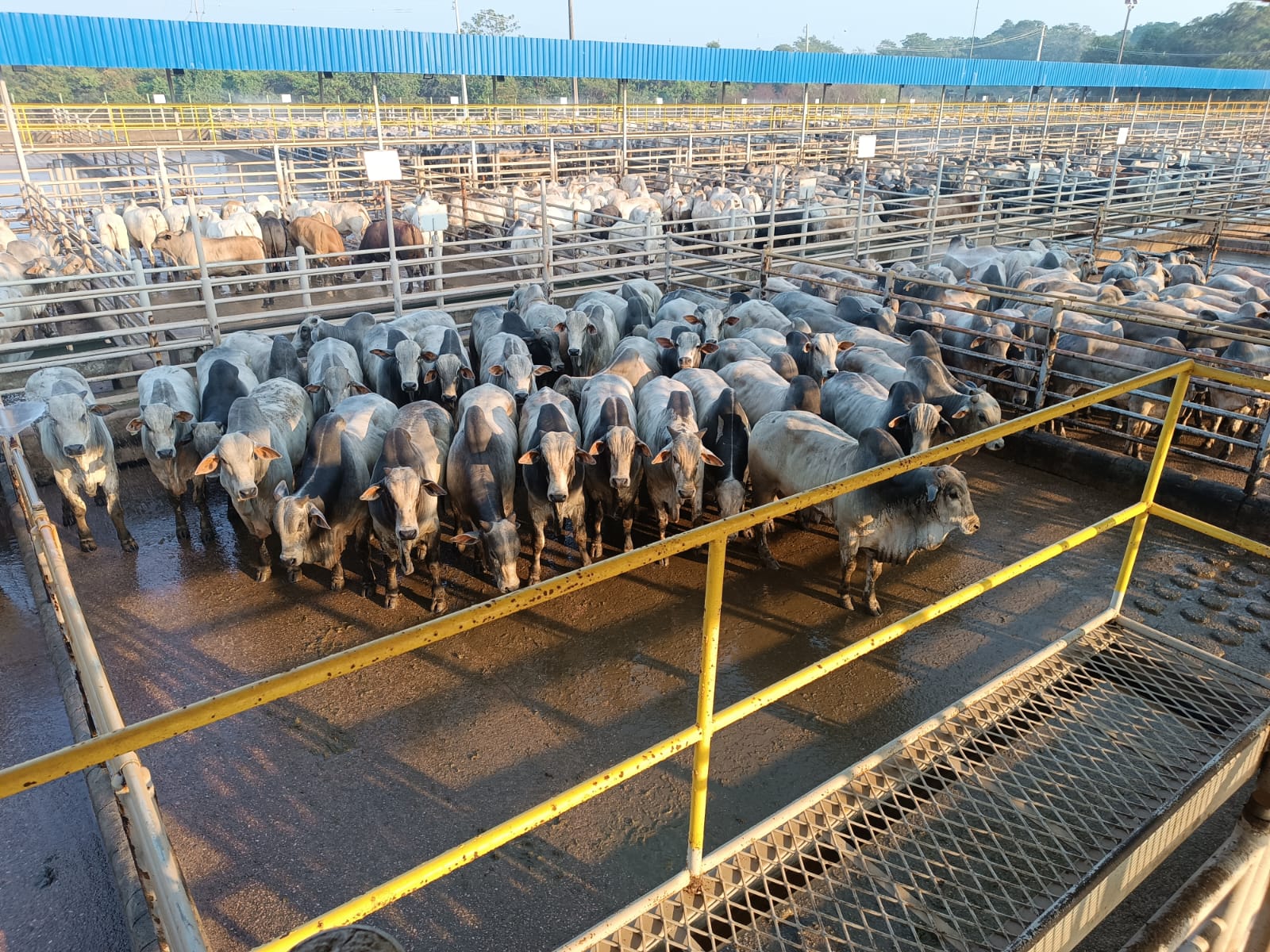 Carcaça vira informação para melhorar o rebanho