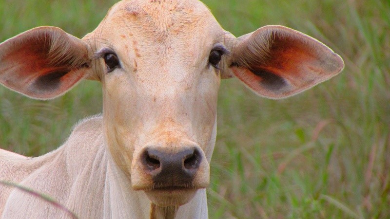 Mercado de genética bovina cresce 12,4% no 1º semestre