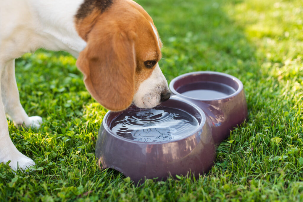 Pote cheio de água não significa pet hidratado!