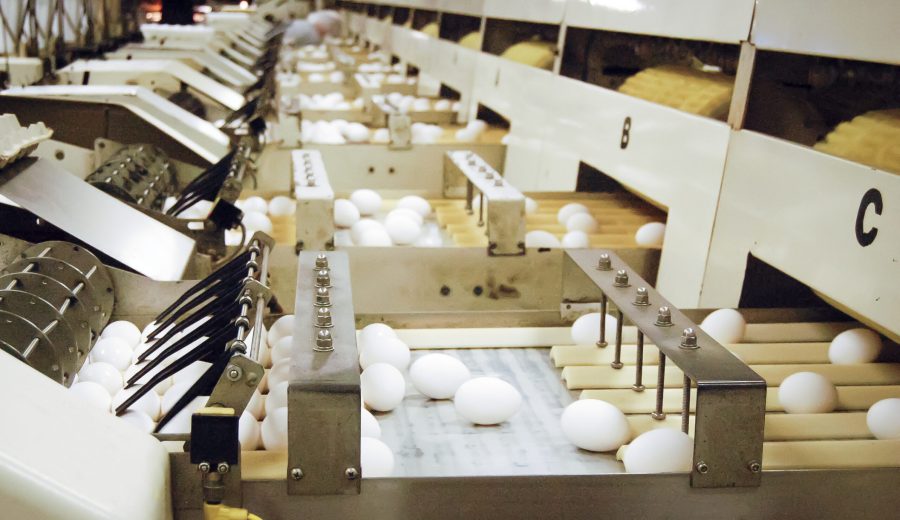 A machine at Sauder's Quality Eggs, an egg processing and marketing firm in Lititz, Pa., sorts eggs by size before they are packaged in cartons. (Photo by Mattea Kramer/News21)