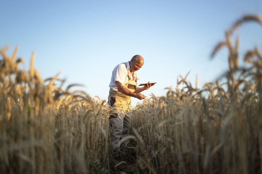 Portrait of senior farmer agronomist in wheat field checking crops before harvest and holding tablet computer.