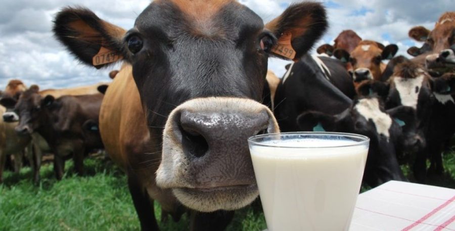 Benefícios do leite