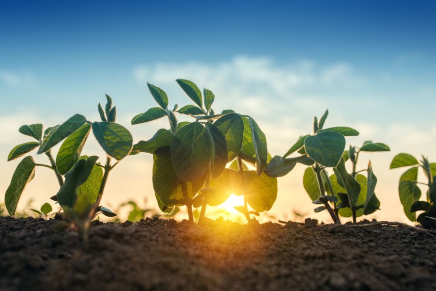 Sunrise in soybean field, sunlight beaming through the leaves of small green young plants of soya