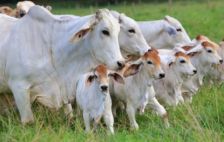 Brahman - Credito Carlos Lopes (4)