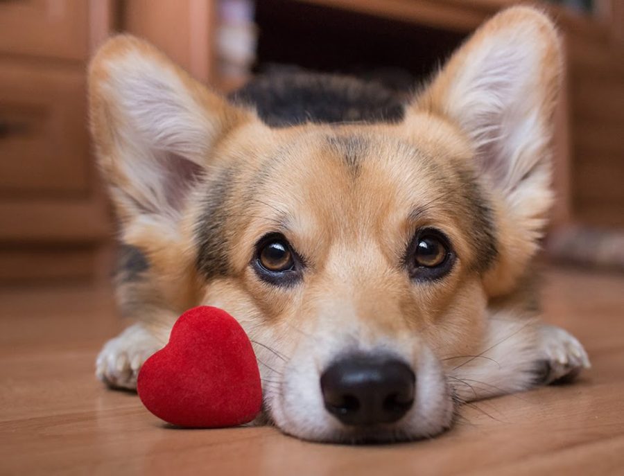 A dog with a red heart. Valentine's Day.