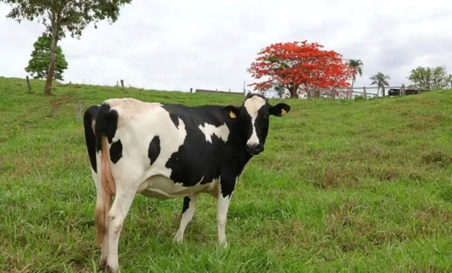 Cadeia leiteira Goiás