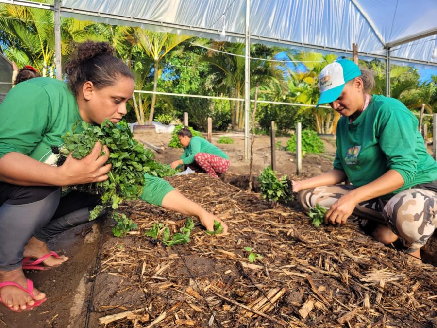 Cooperativa-dos-Floricultores-do-Estado-da-Paraiba--CredKarlaRocha--18-