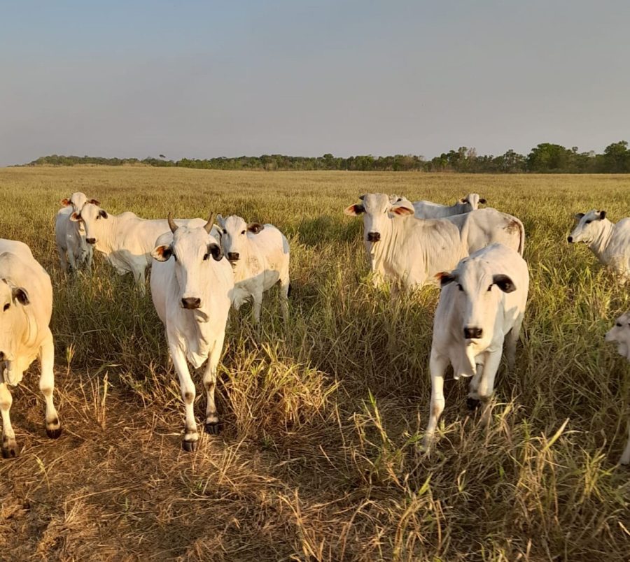 Frísia tocantins lavoura pecuária