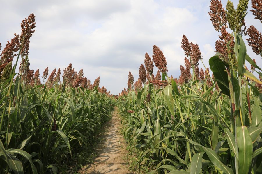 Sorghum,Is,An,Ancient,Crop.