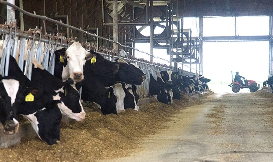 Feeding time in the free stall heifer barns at Brubaker Farms, which is both a diary and green energy producer in Mount Joy, PA on March 19, 2011. The family farm owned by Luke, Mike and Tony Brubaker has approximately 850 cows and 700 young stock, producing 20,200,000 pounds of milk last year. It has 13 full-time employees and more than 1,500 acres of farmland. Their methane digester was made possible with a U.S. Department of Agriculture (USDA) Rural Development (RD) Rural Energy for America Program (REAP) grant that provided a cost-share of the digester purchase. It can handle more than 41,859 metric tons of organic waste, to capture methane gas that fuels a low emission generator producing 225 kW.  This powers the digester itself and farm operations. Excess power is sold to the local power grid, allowing the community to benefit from a green energy source. After producing methane, effluent from the digester is pressed to separate liquid and solid materials. The farm uses the liquids in fertilizer; and solids become the cows bedding for Brubaker and other local farms, that is cleaner than sawdust. The bedding saves the farm approximately $30,000 per year. Mount Joy residents can enjoy the fact that the process removes 90% of the odor from the cow manure. The methane itself is odorless and colorless. The system can accept an additional 2,600 gallons of food waste per day from local sources that would otherwise dispose of it in a local landfill. Additionally, their nutrient credits can be sold to the local municipality to help it to meet federal requirements and to keep sewer bills from rising. This provides additional revenue for the farm, and creates environmentally friendly community partnerships. USDA Photo by Lance Cheung.