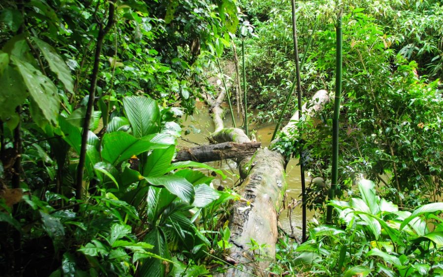 Ponte natural formada pela queda de árvore da margem do córrego Ribeirão a Serra- Sete Barras -SP